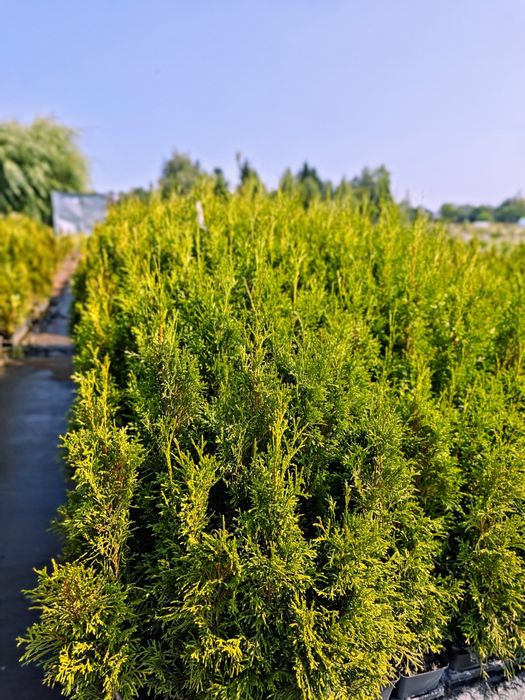 „Tuja Szmaragd Thuja 70-80 cm P9 na żywopłot”
