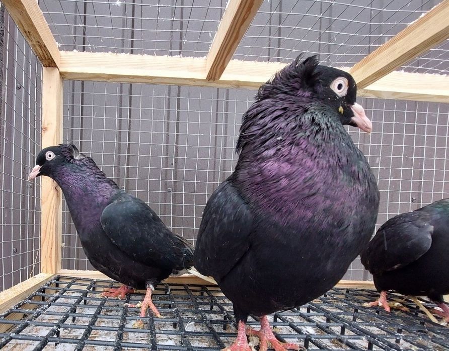 Gołębie wyszfance czarne