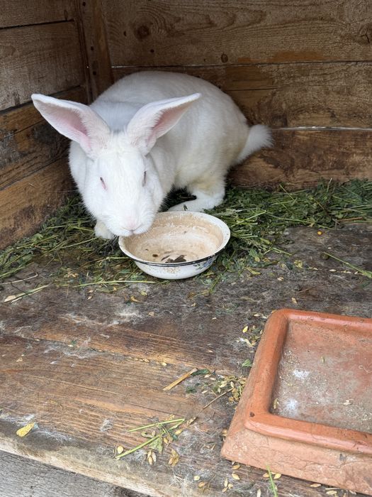 Самець Білий панон