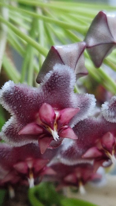 Хойя Черный дракон укорененная