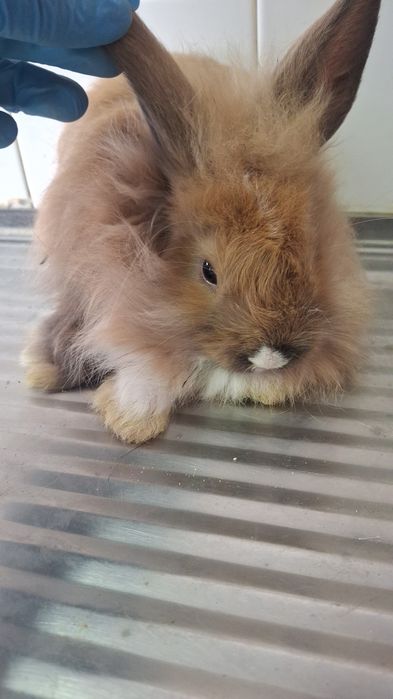Coelhos pelodos muito fofinhos