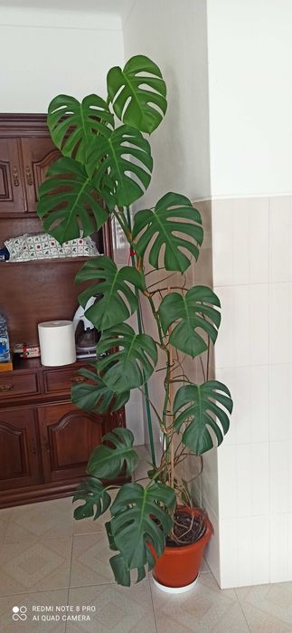 Planta de interior