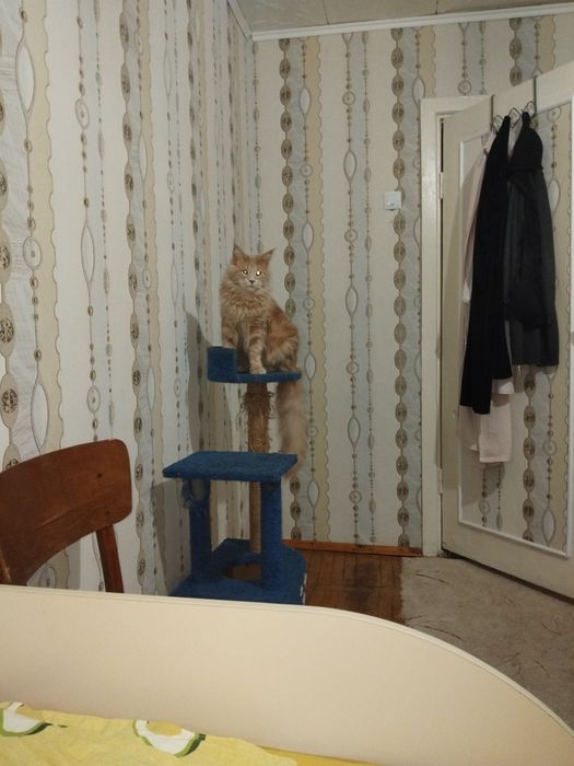 Віддам в добрі руки Мейкуна