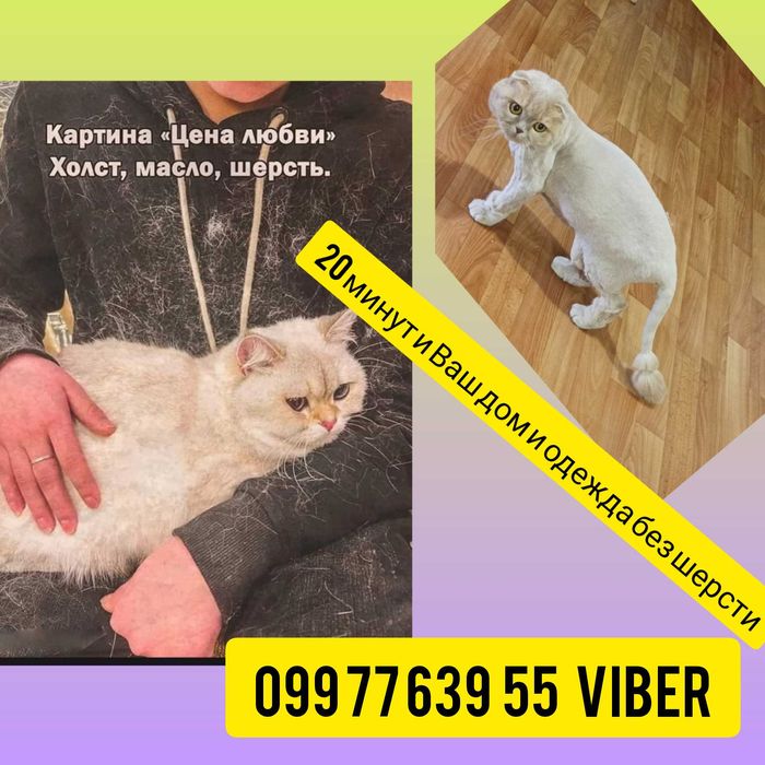 Стрижка Котов у Вас на дому 550 грн Груминг Вычес котов