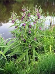 Gnojówka z żywokostu 10l