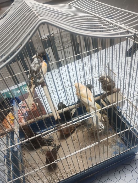 Sprzedam kanarki samice