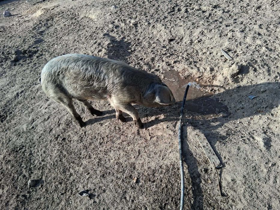 porco inteiro  bisaro puro  com 6 MESES