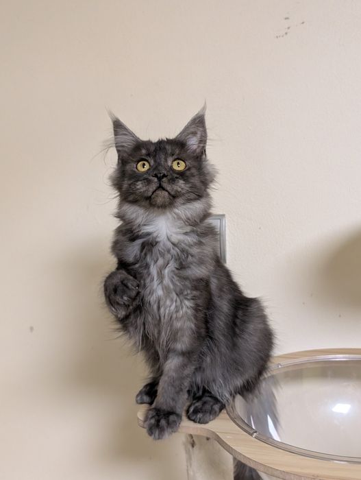 Cleo czarna dymna kotka Maine Coon. Zapraszamy