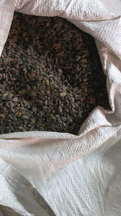 Słonecznik ekologiczny dla ptaków 25 kg z darmową dostawą