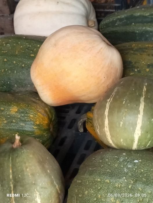 Abóbora e Bolina para venda