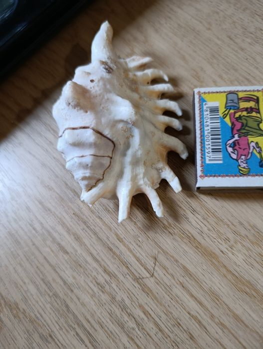 Велика гарна мушля