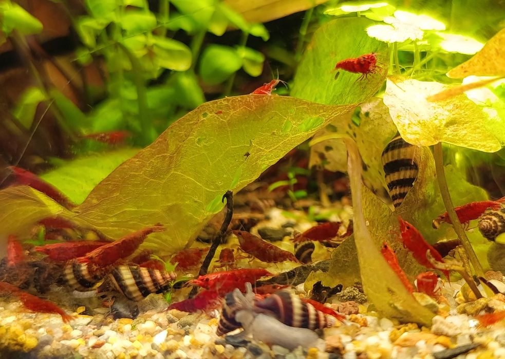 Krewetki Red Cherry
