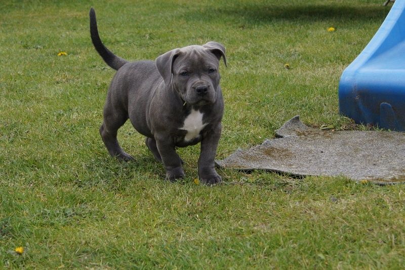 Suczka American Staffordshire Terier