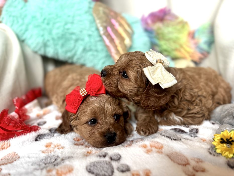 Cavapoo szczebiak nie cavalier nie pudel