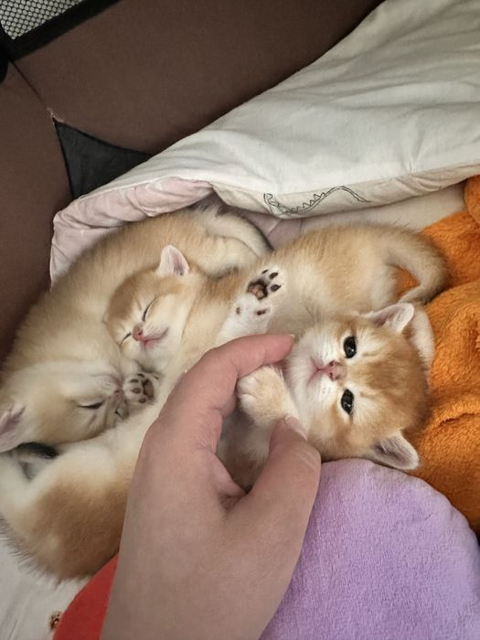 Кошенята золотої шиншили
