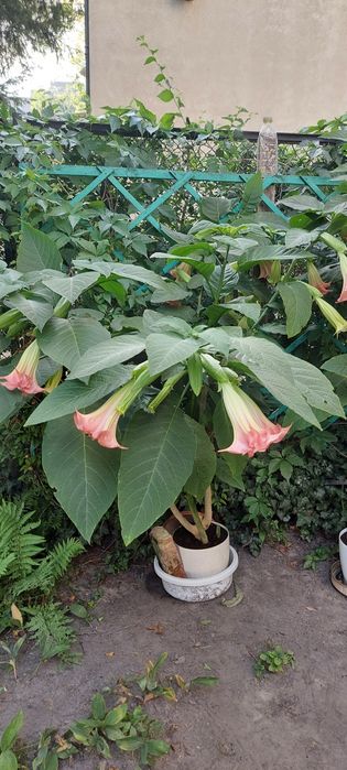 Datura- brugmansja  różowa