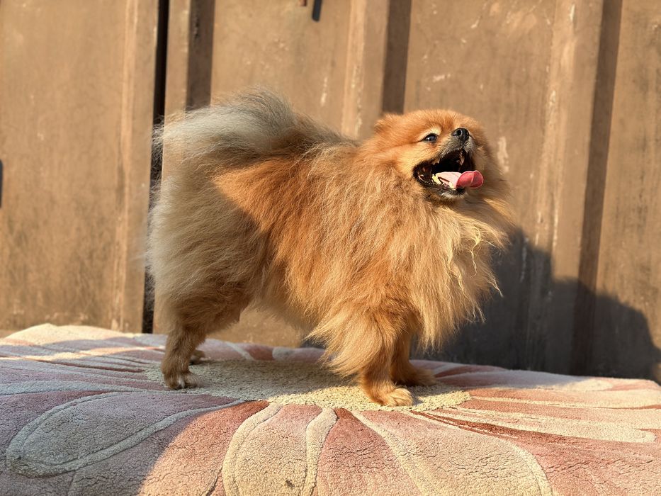 Помет 7 щенков  /Померанский шпиц/вязка