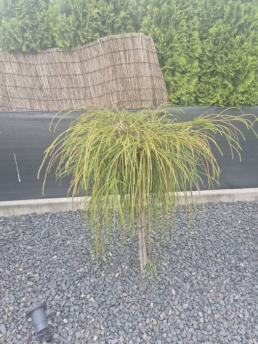 Thuja na pniu  6 sztk  podrośnięta