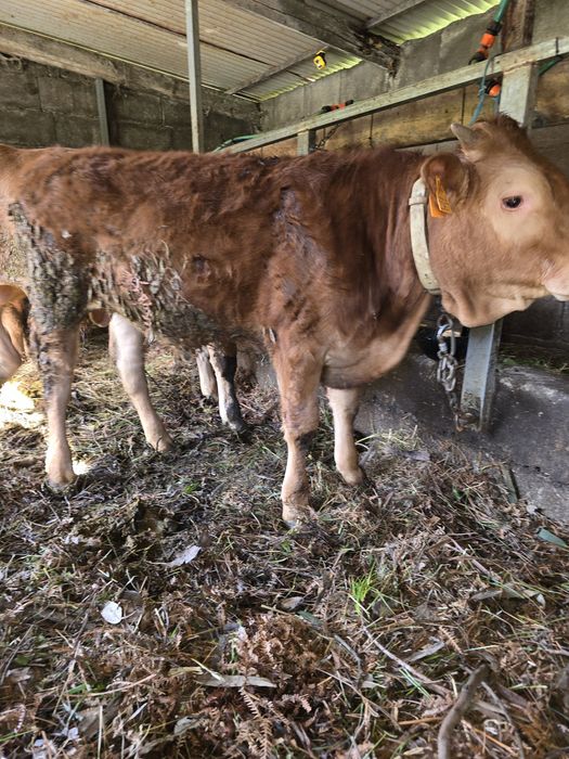 Vitelo 6 meses minhoto