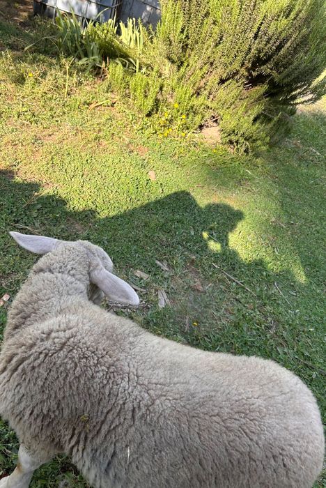 borrego macho de 4 meses