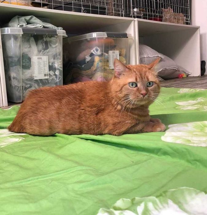 Симпатичная толстушка кошечка Паляничка, особенная кошечка!