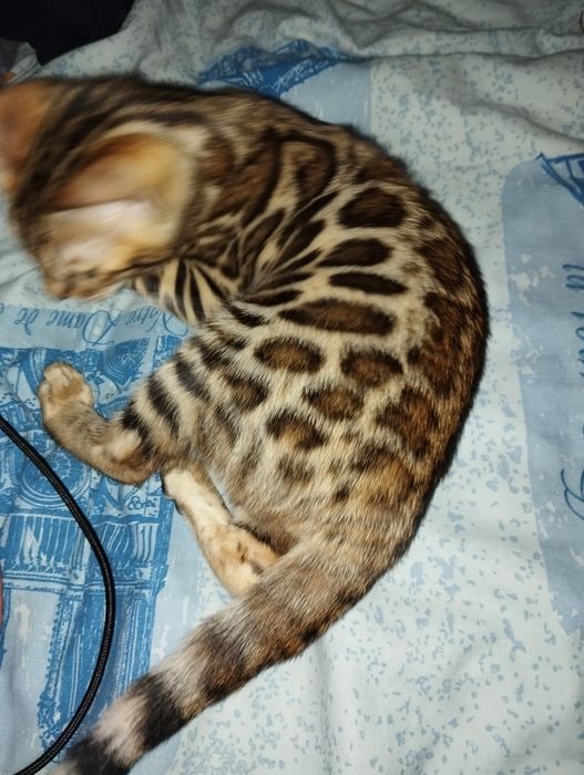 Бенгальські кошенята шоу класса. Кошеня, кішку, дівчинку, бенгал