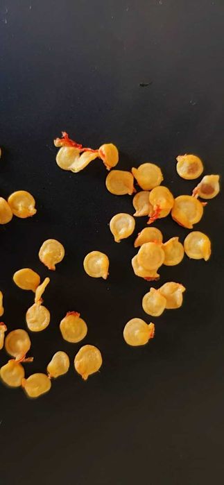 Carolina Reaper- Fruto Fresco; Semente