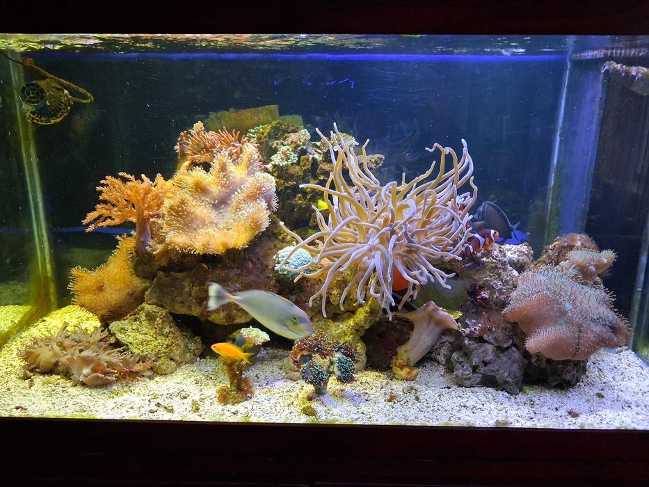 Peixes de agua Salgada