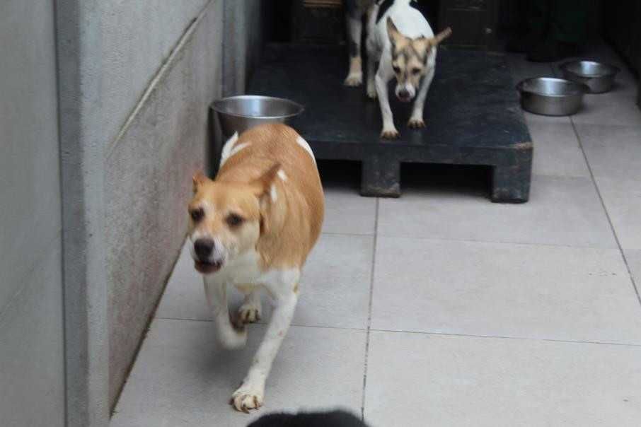583491 Rossi do adopcji