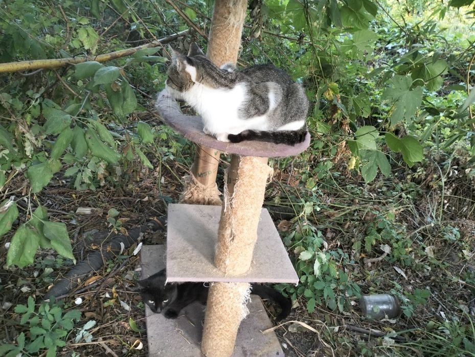 Прекрасні, молоді, стерилізовані кішки до 1 року в добрі руки