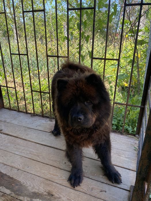 Вязка Чау Чау