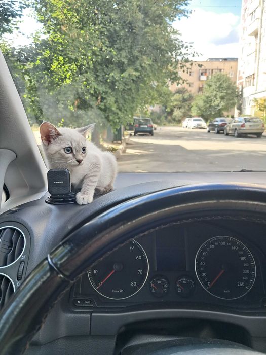 Віддам у добрі та відповідальні руки чарівних кошенят