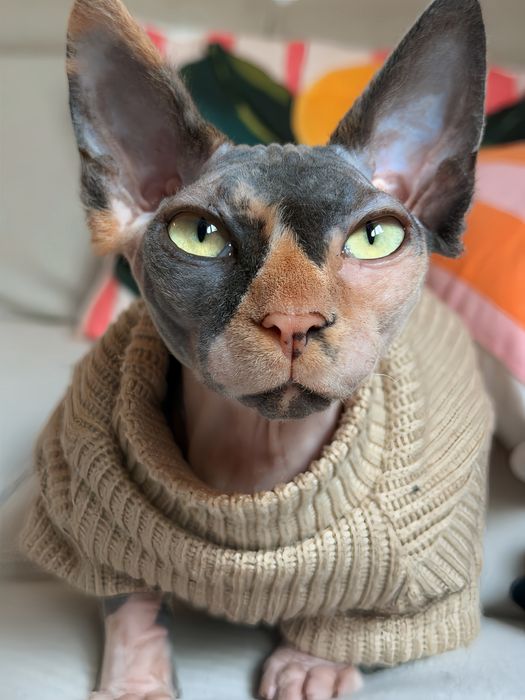 PROCURA namorado sphynx
