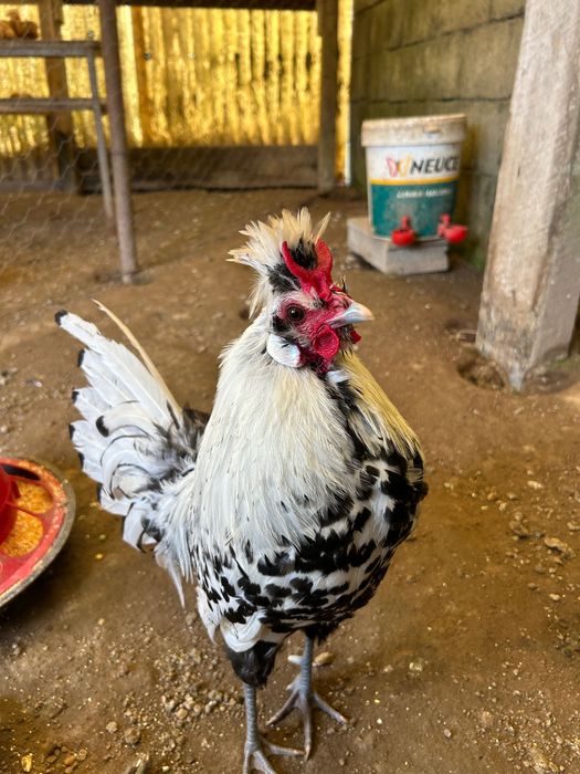 Galo appenzeller