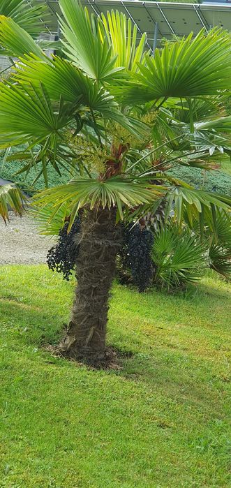 nasiona Trachycarpus Fortunei x Trachycarpus Wagnerianus Hybryda 100 sz