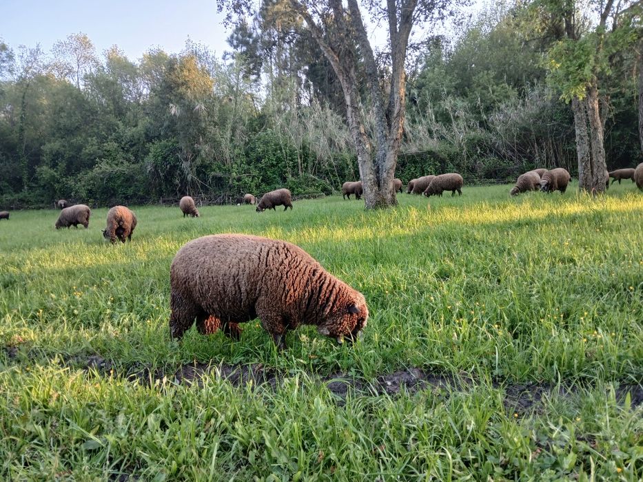 Casais jovens  Ile de France Preto(P3)