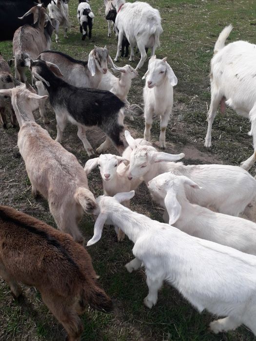 Sprzedam koźlęta mix An +saaneński