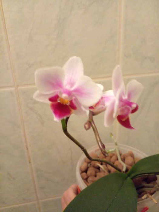 Обміняю орхідею фаленопсис