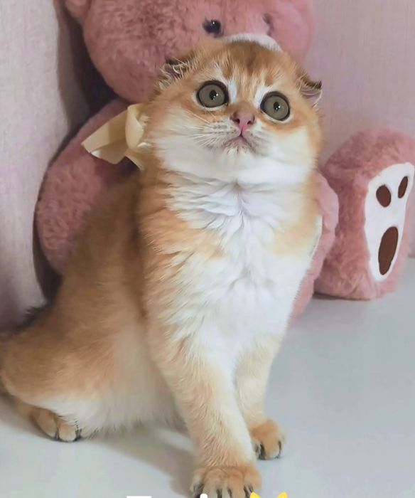 Золота шиншила котик котята кошенята котики