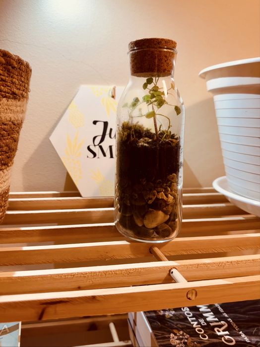 Terrario (Moss & Mist)