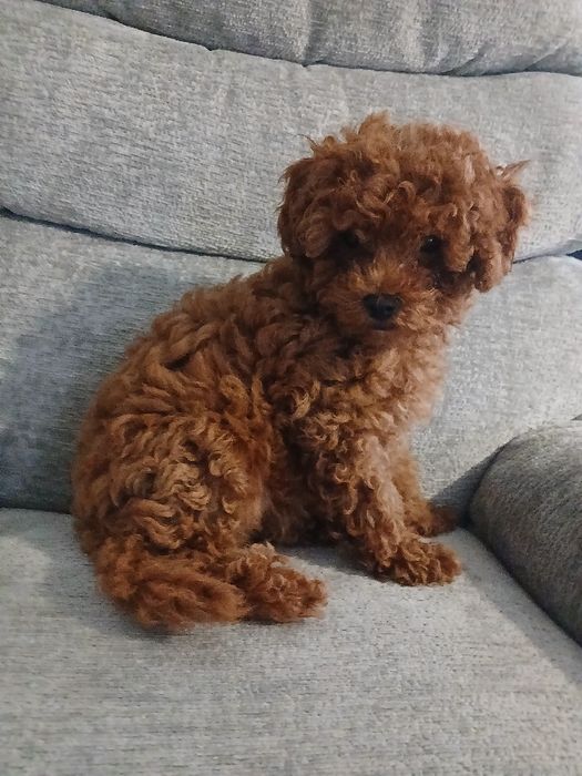 Pudel miniatura red suczka.