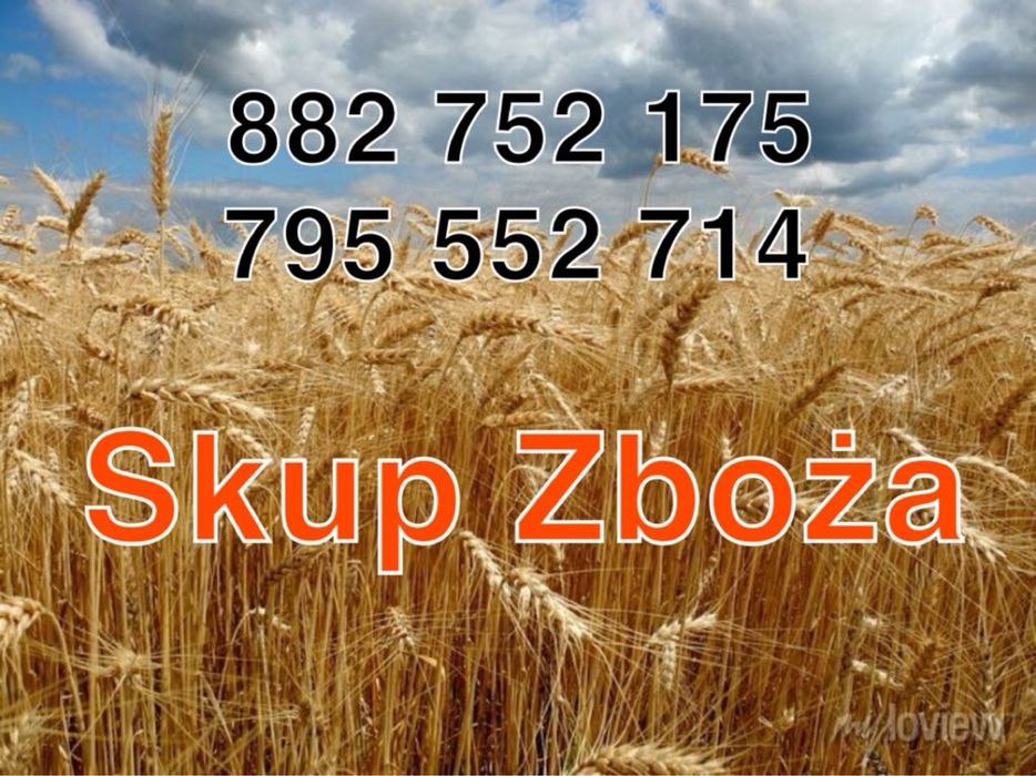 Pszenica pszenżyto żyto