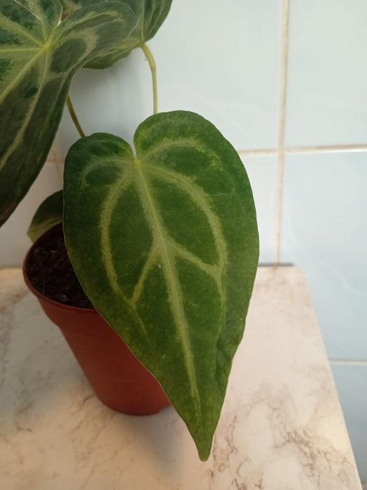 Антуриум Magnificum