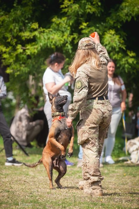 Дресирування собак Кропивницький