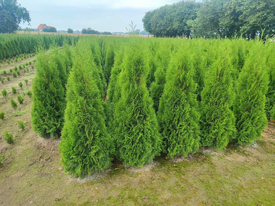 Tuja Szmaragd grunt oraz donica. Cena od 10 zł do 100zł. Producent