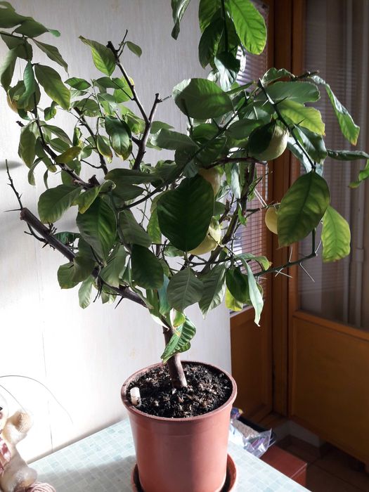 Лимонное дерево с плодами