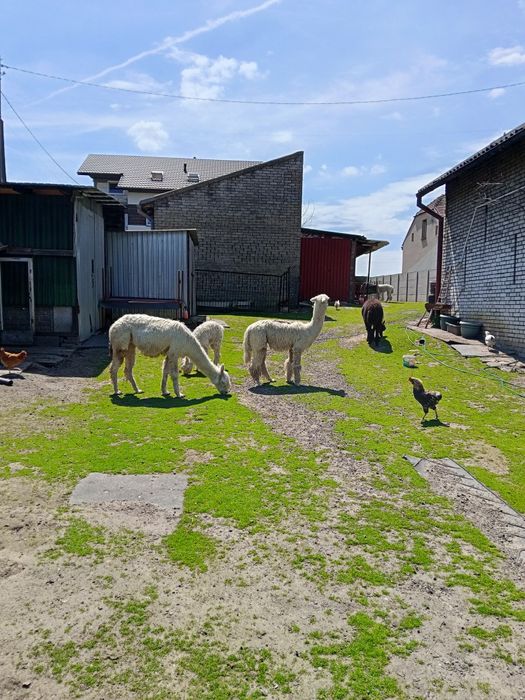 Alpaki białe i czarne samce i samica