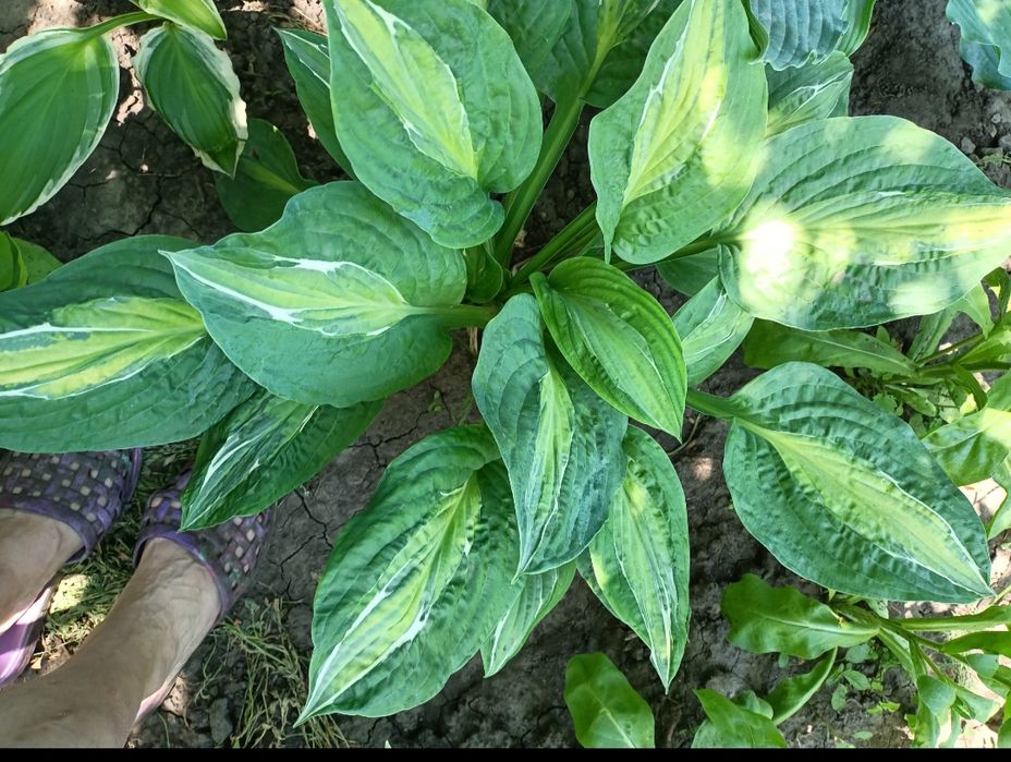 Продам хосты разные