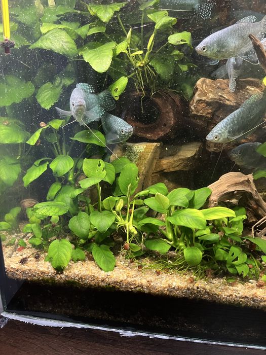 Гурамі мармуровий, рибки акваріумні