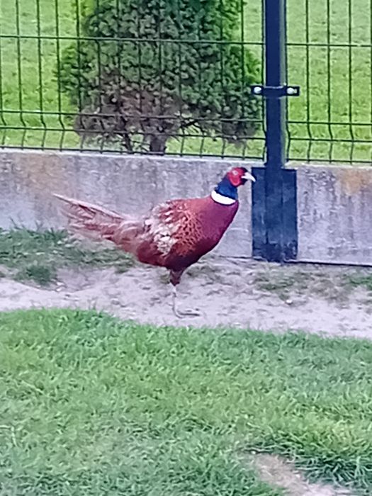 Jaja lęgowe  bażanta polnego